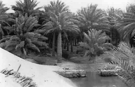 العيون في الأحساء