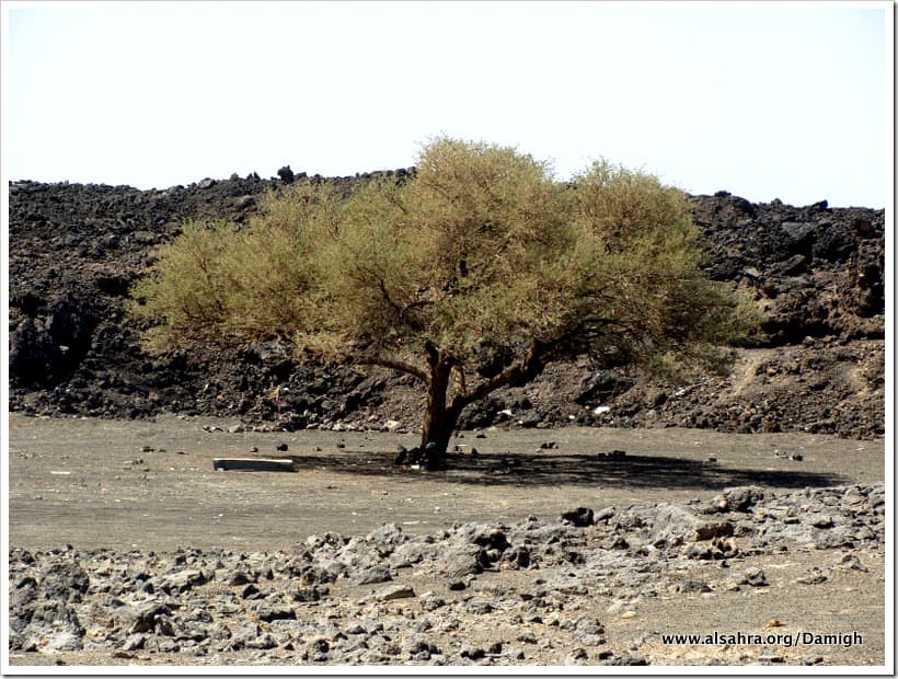 كهف أم جرسان
